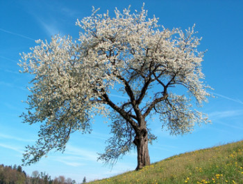 L'albero del ciliegio